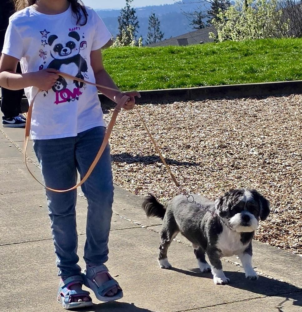 Mister Wycket, a Adoptable mixed breed in Portland, OR image 2/6