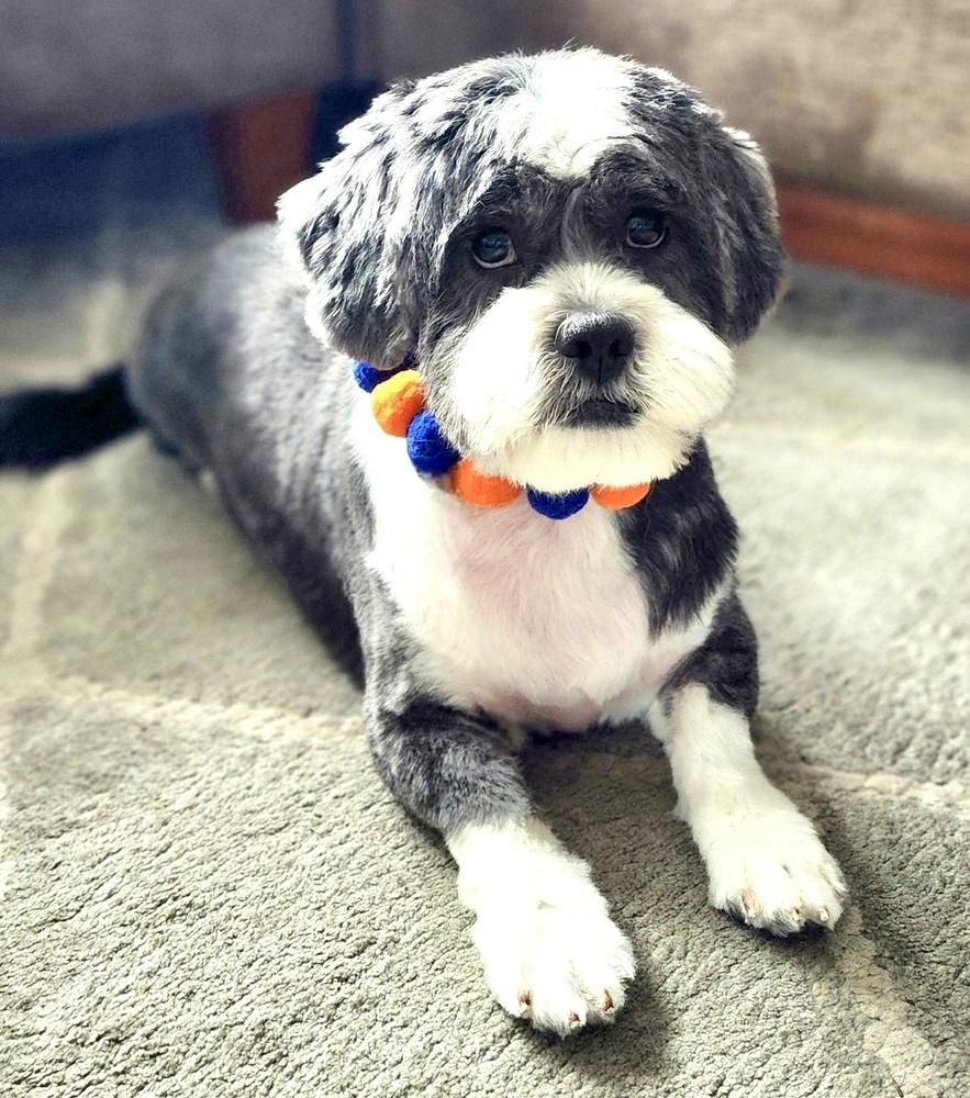 Mister Wycket, a Adoptable mixed breed in Portland, OR image 1/6