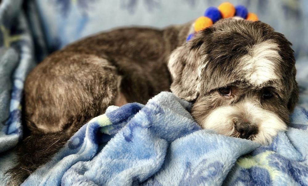 Mister Wycket, a Adoptable mixed breed in Portland, OR image 3/6