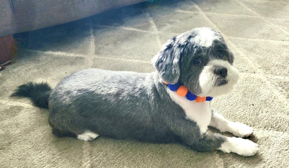 Mister Wycket, a Adoptable mixed breed in Portland, OR image 4/6