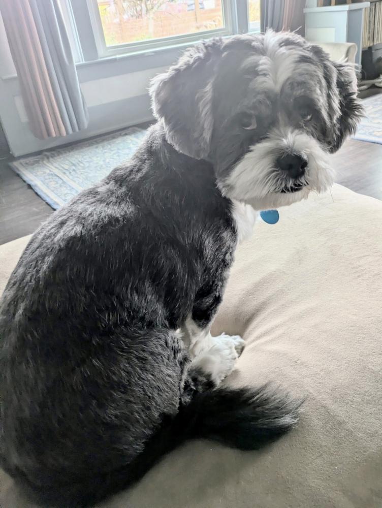 Enlarge Mister Wycket, a Adoptable mixed breed in Portland, OR image 2/6