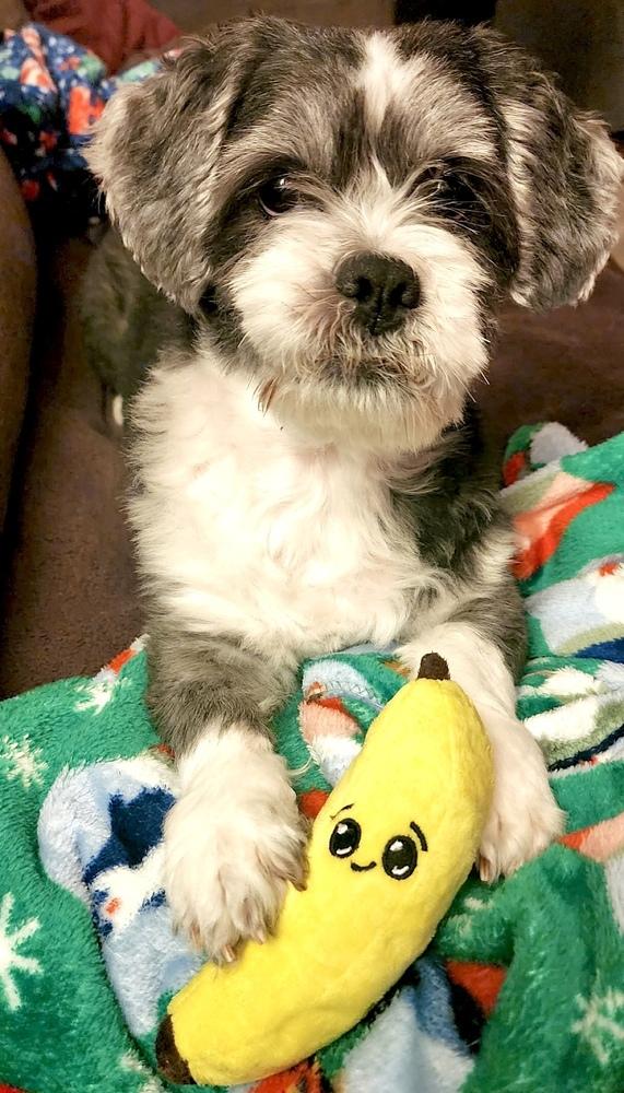 Mister Wycket, a Adoptable mixed breed in Portland, OR image 5/6