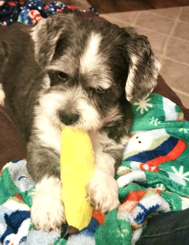 Mister Wycket, a Adoptable mixed breed in Portland, OR image 6/6