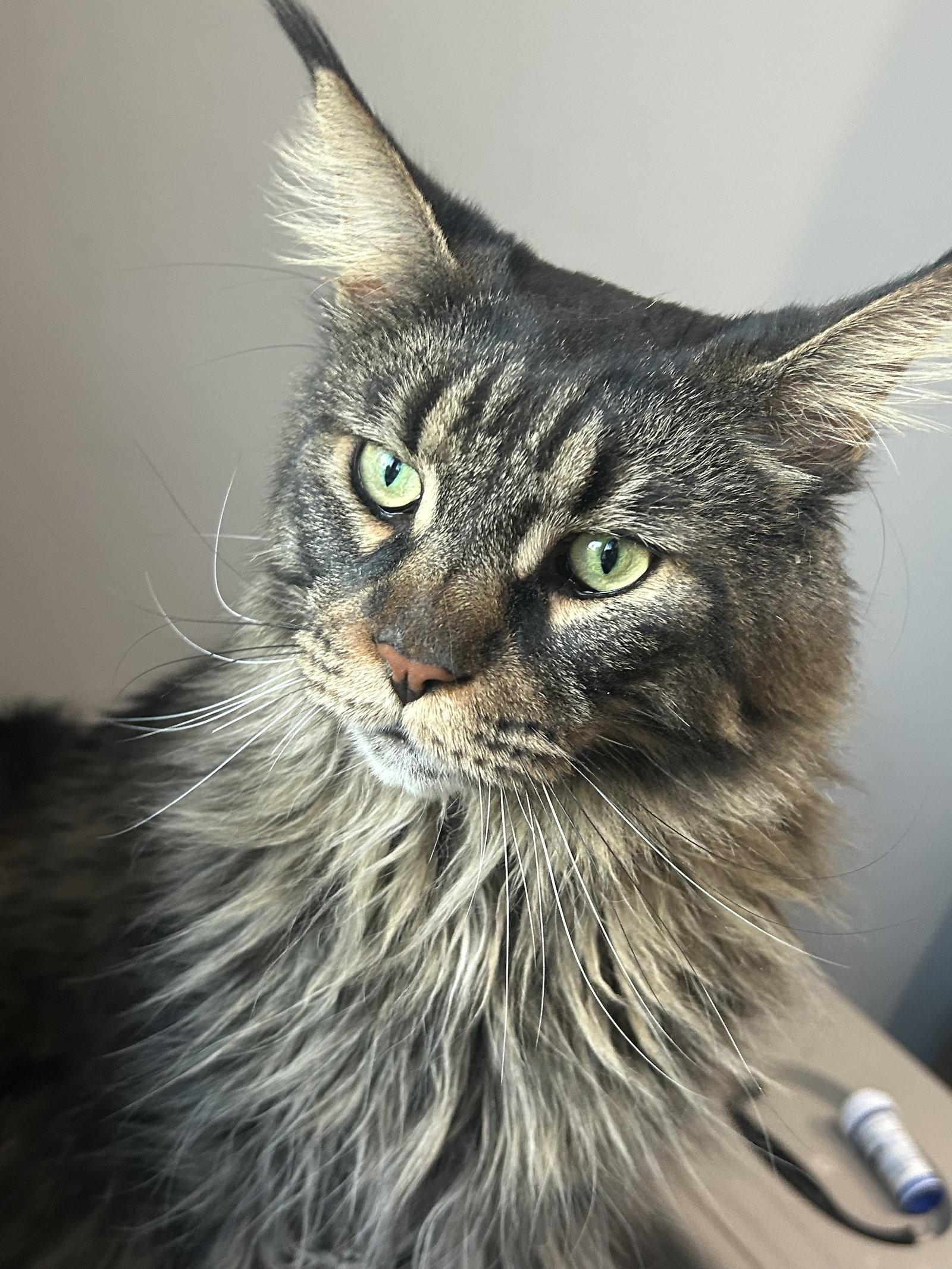 Paul, a Adoptable Maine Coon in Absecon, NJ image 2/3