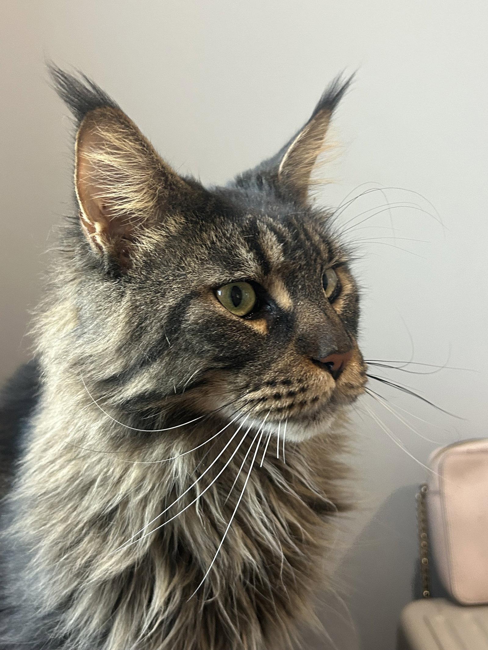 Paul, a Adoptable Maine Coon in Absecon, NJ image 3/3
