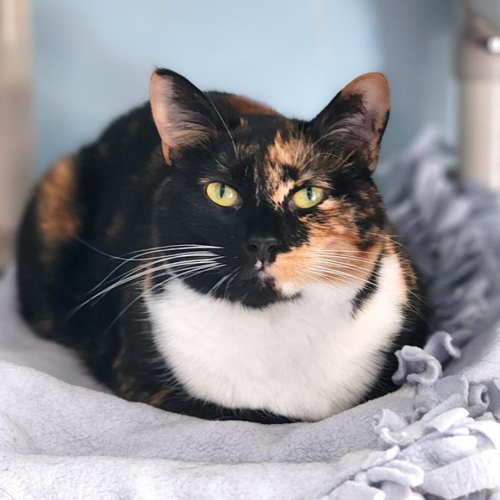 Coral, Adoptable, Adult Female Domestic Short Hair.