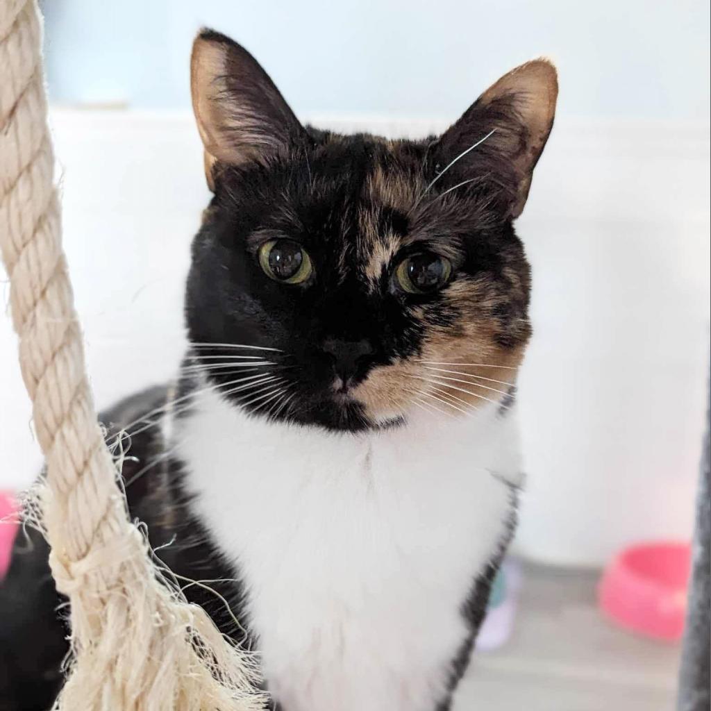 Enlarge Coral, a Adoptable Domestic Short Hair in Zimmerman, MN image 2/5