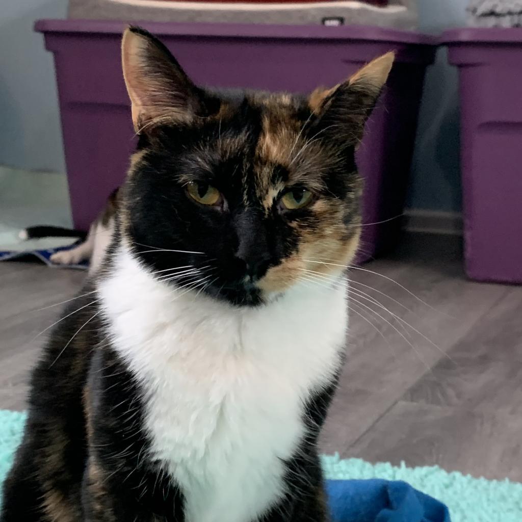 Enlarge Coral, a Adoptable Domestic Short Hair in Zimmerman, MN image 3/5