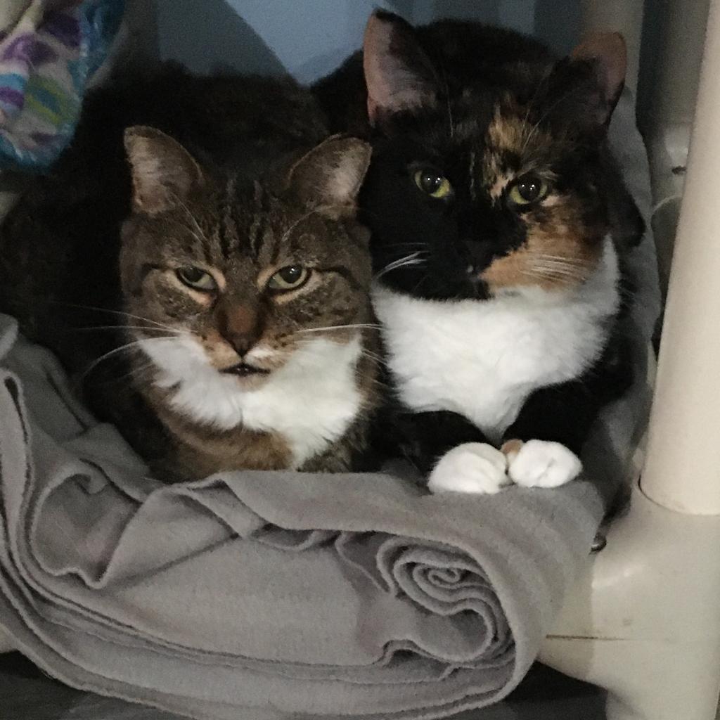 Enlarge Coral, a Adoptable Domestic Short Hair in Zimmerman, MN image 4/5