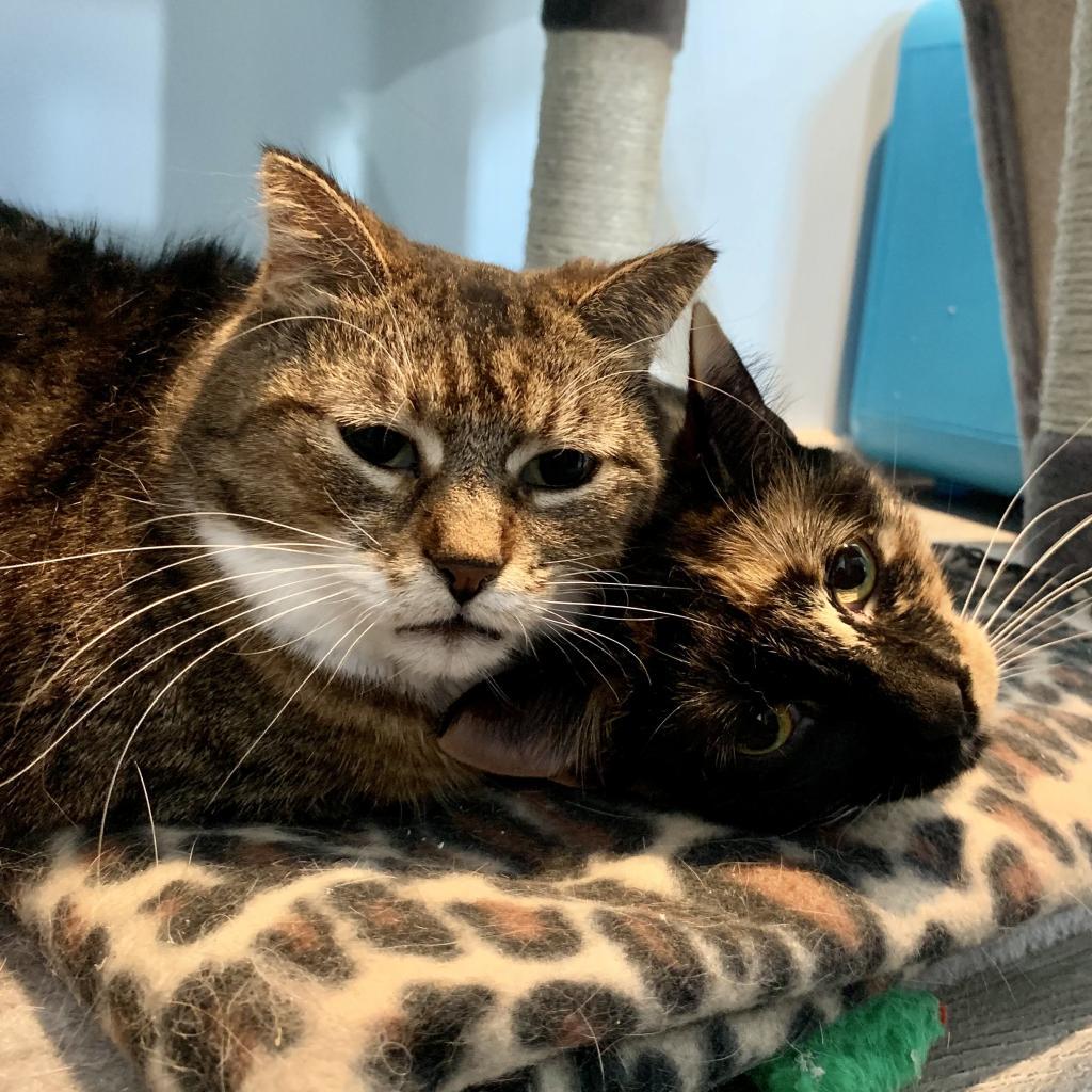 Enlarge Coral, a Adoptable Domestic Short Hair in Zimmerman, MN image 5/5