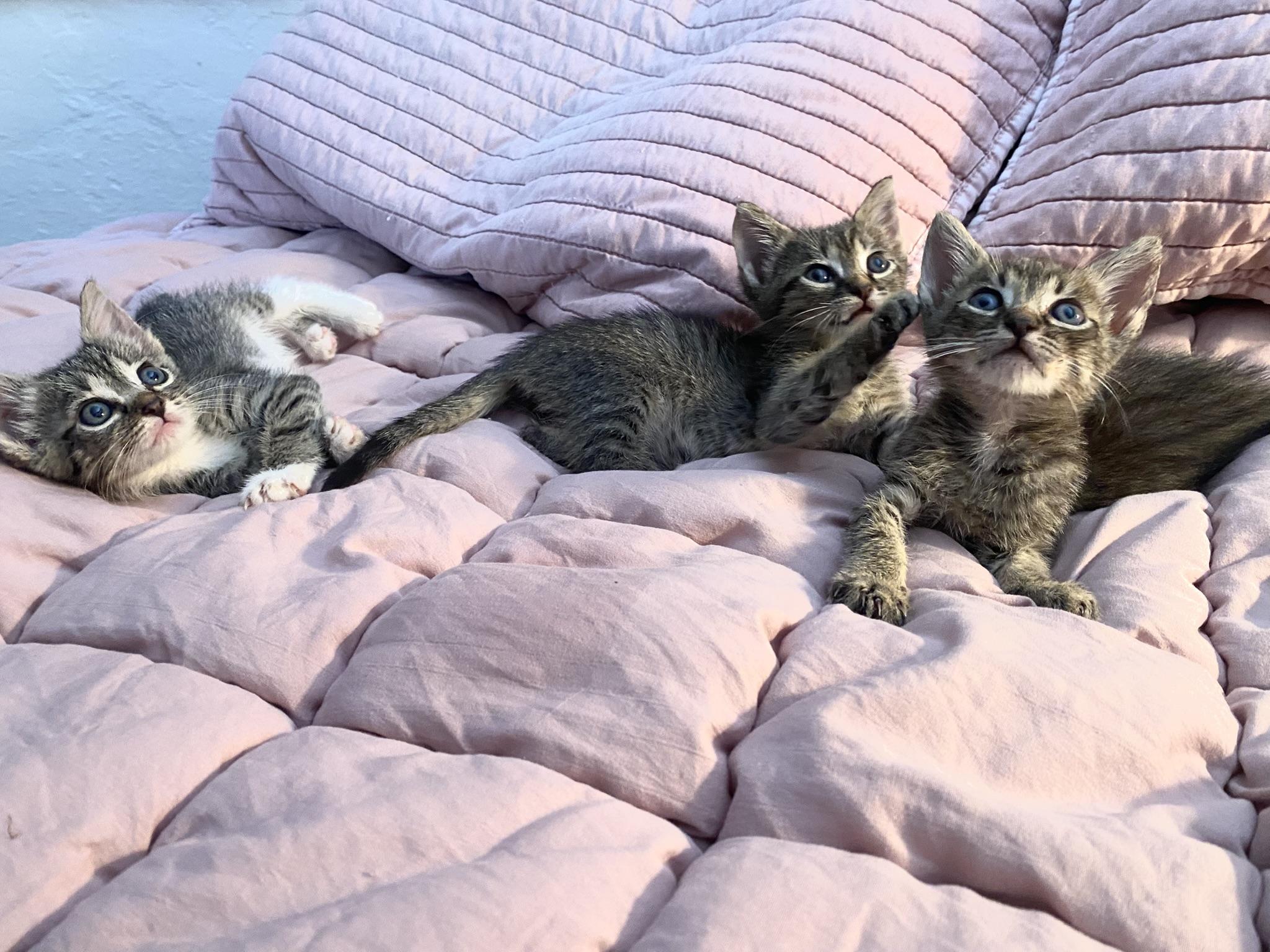 Enlarge 3 tiny, cute kittens, 1 boy and 2 girls, a Adopted mixed breed in Miami Beach, FL image 1/6