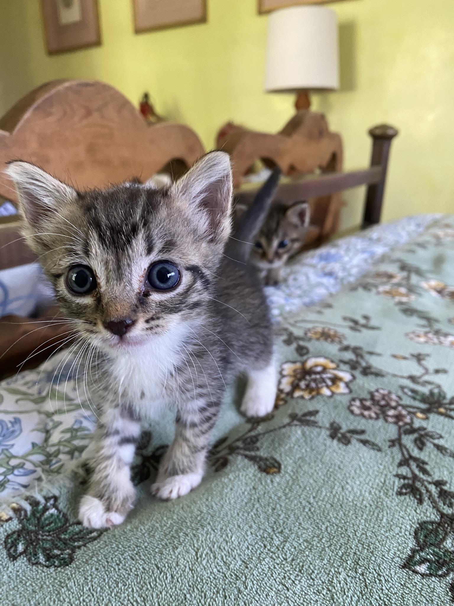 Enlarge 3 tiny, cute kittens, 1 boy and 2 girls, a Adoptable mixed breed in Miami Beach, FL image 6/6