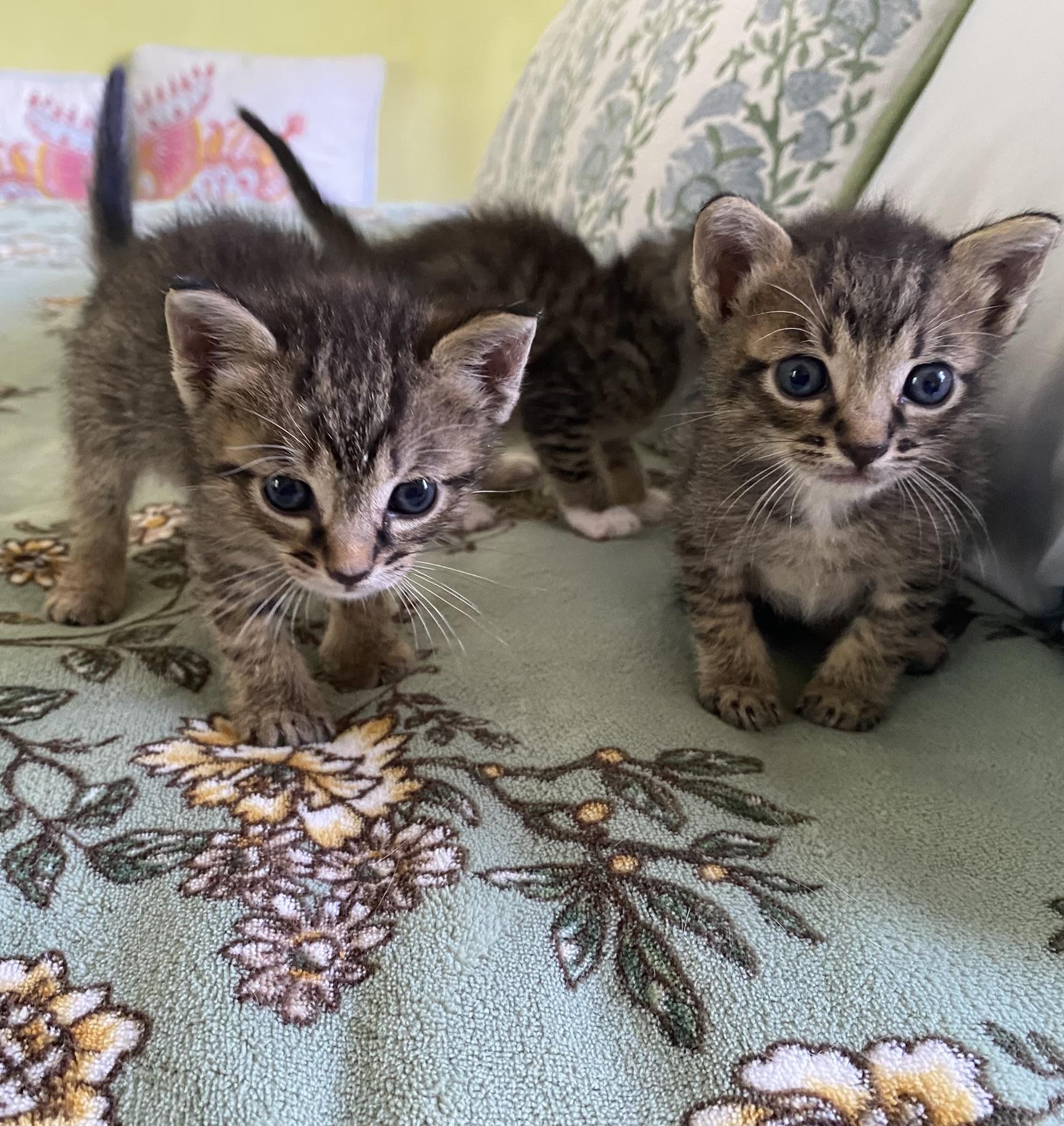 Enlarge 3 tiny, cute kittens, 1 boy and 2 girls, a Adoptable mixed breed in Miami Beach, FL image 3/6