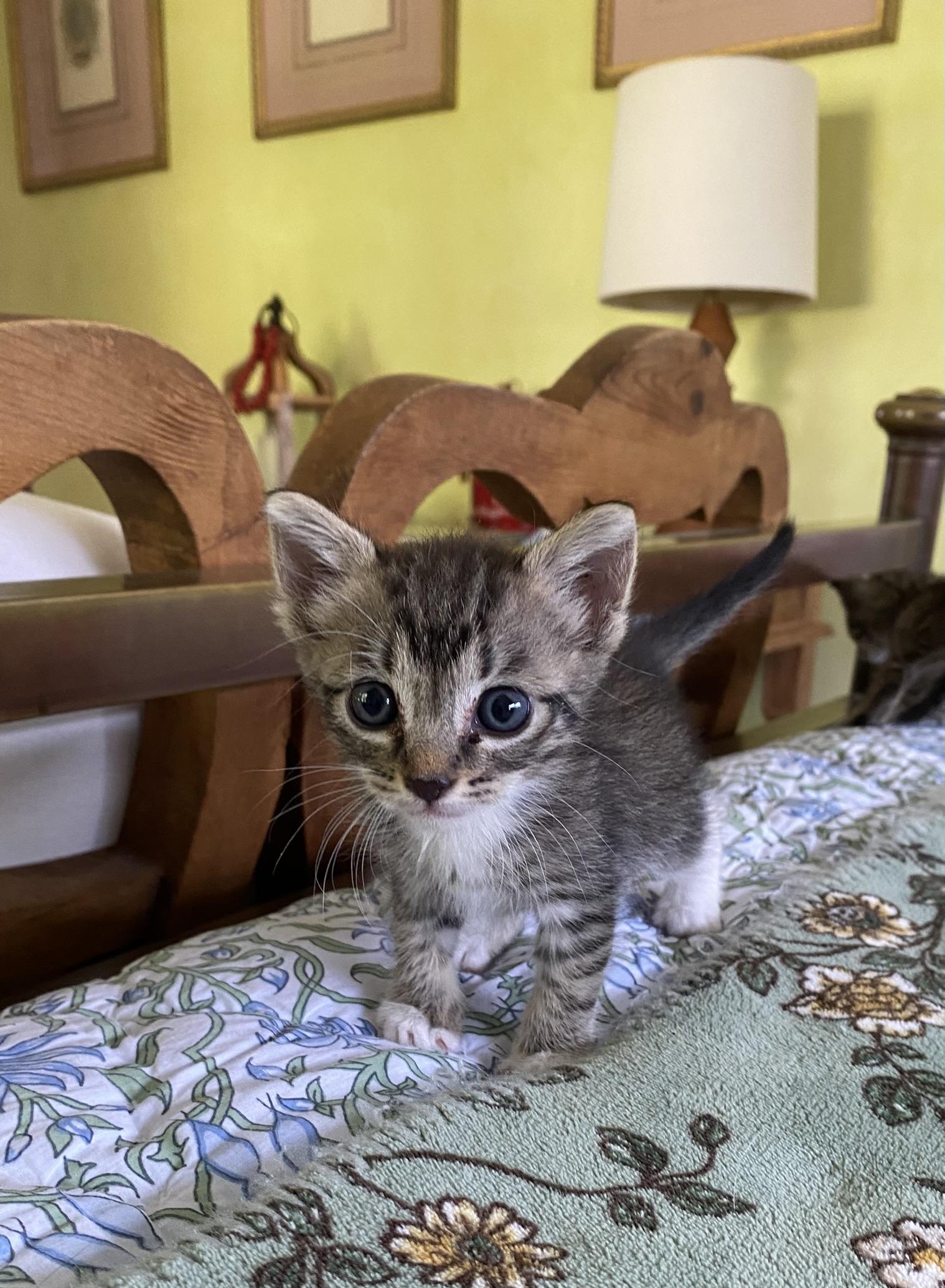 Enlarge 3 tiny, cute kittens, 1 boy and 2 girls, a Adoptable mixed breed in Miami Beach, FL image 4/6