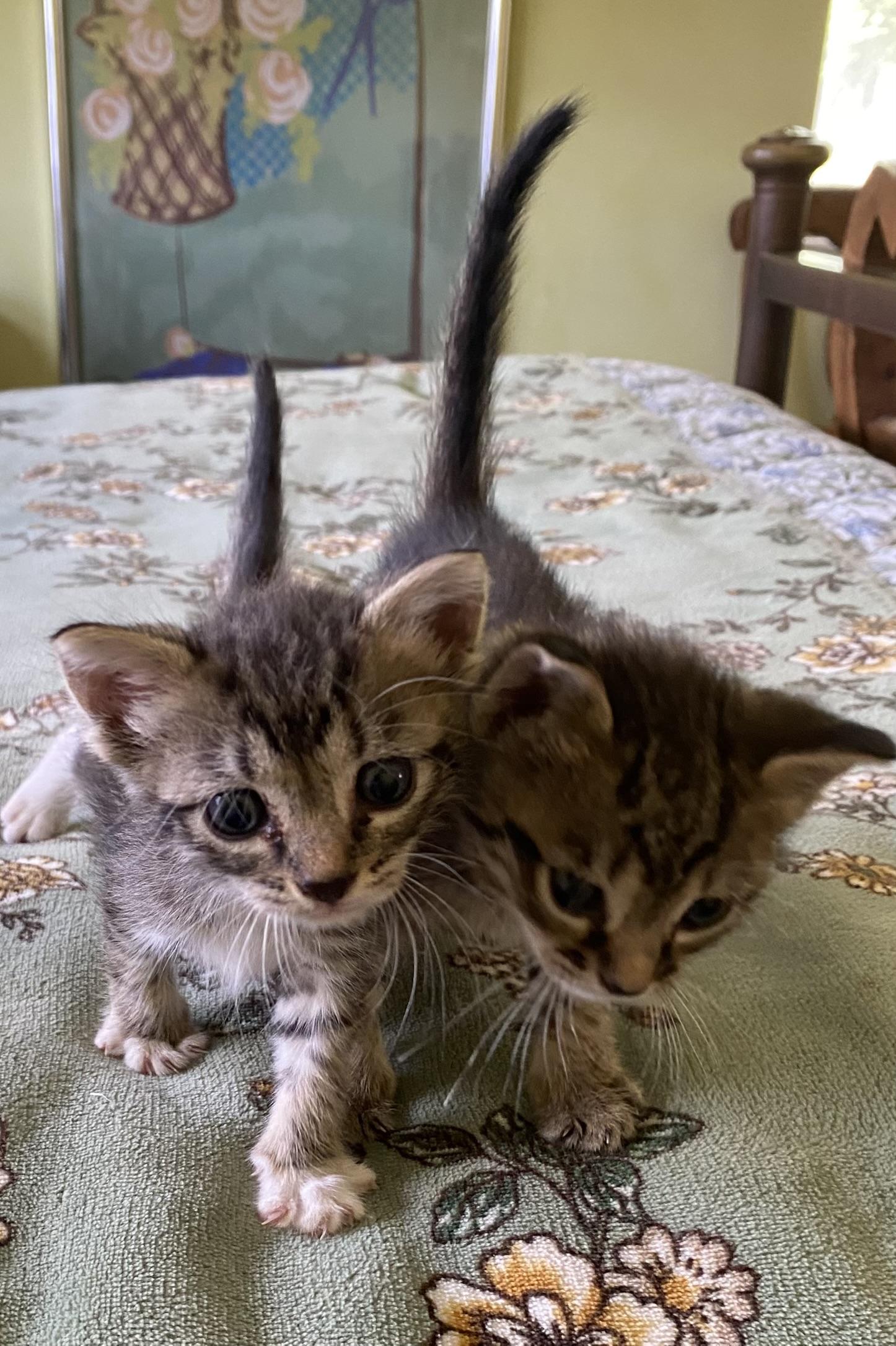 Enlarge 3 tiny, cute kittens, 1 boy and 2 girls, a Adoptable mixed breed in Miami Beach, FL image 2/6
