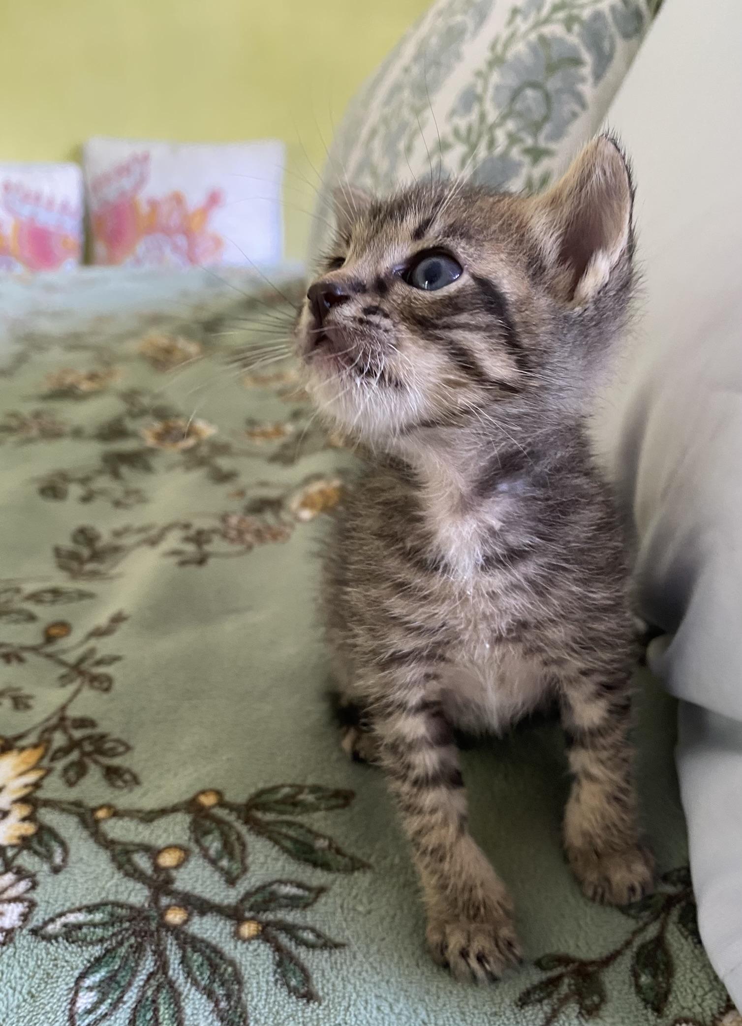 Enlarge 3 tiny, cute kittens, 1 boy and 2 girls, a Adoptable mixed breed in Miami Beach, FL image 5/6