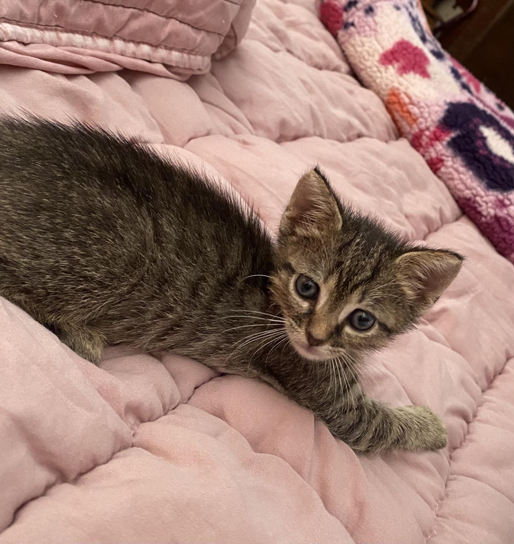 Enlarge 3 tiny, cute kittens, 1 boy and 2 girls, a Adopted mixed breed in Miami Beach, FL image 3/6