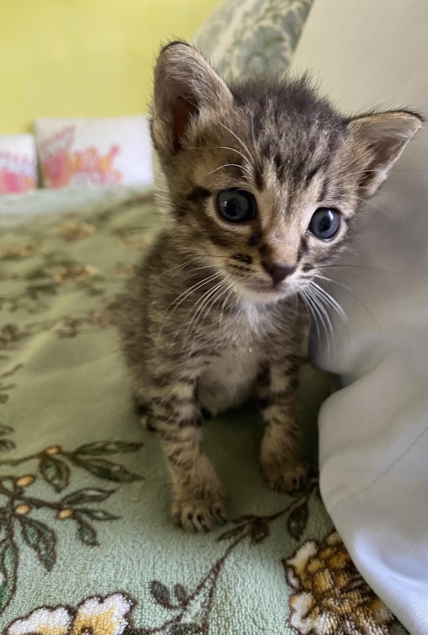 3 tiny, cute kittens, 1 boy and 2 girls, Adoptable, Kitten Female Domestic Short Hair.