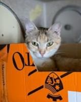 Momma, Adoptable, Adult Female Domestic Short Hair & Domestic Short Hair.