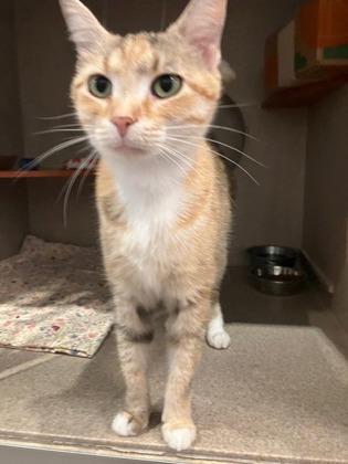 Momma, a Adoptable mixed breed in Washington, DC image 2/2