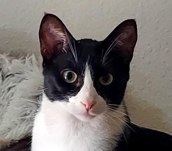 Mickey, Adoptable, Adult Male Tuxedo & Domestic Short Hair.