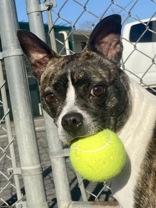 Pumpkin, adopted, Adult Female Boston Terrier.