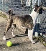 Enlarge Pumpkin, an adopted Boston Terrier in Glasgow, KY image 3/3