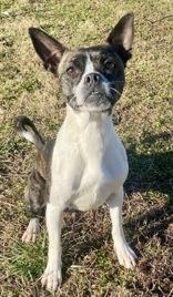 Enlarge Pumpkin, an adopted Boston Terrier in Glasgow, KY image 2/3