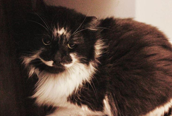 Majestic, Adoptable, Adult Male Domestic Medium Hair.