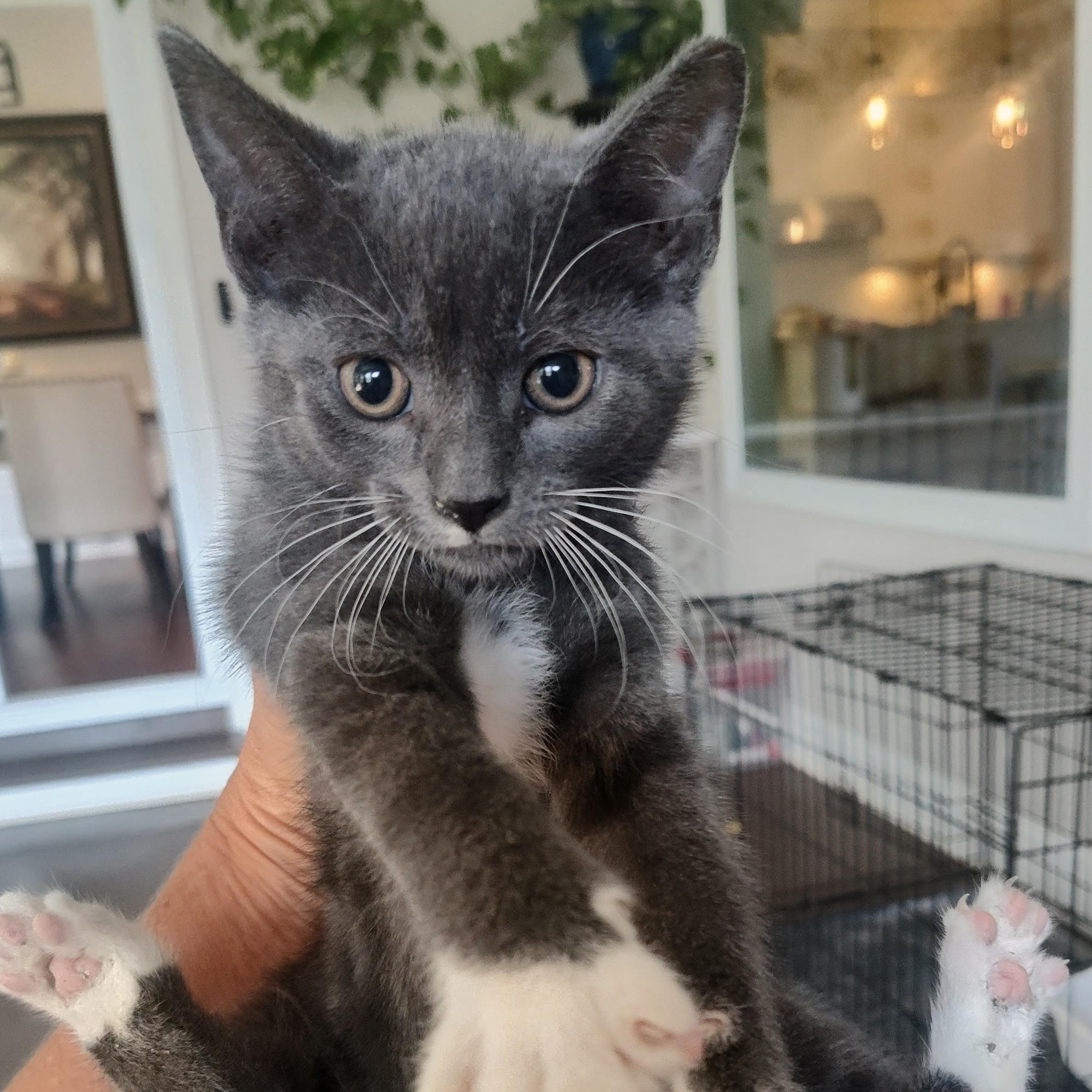 SMUKO, an adopted Domestic Short Hair in Charlotte, NC image 2/2