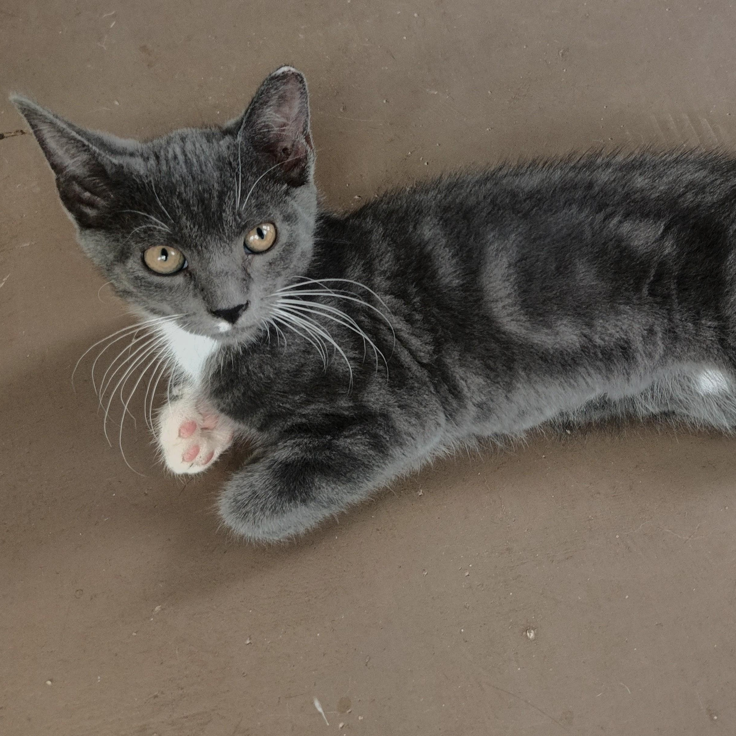 SMUKO, an adopted Domestic Short Hair in Charlotte, NC image 1/2