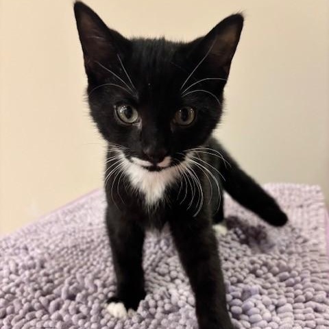 Sabastian, ADOPTABLE, Kitten Male Domestic Short Hair.