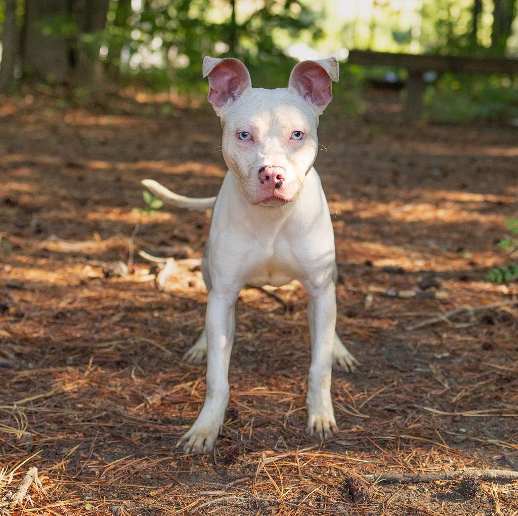 Wilbur, Adoptable, Adult Male Mixed Breed.