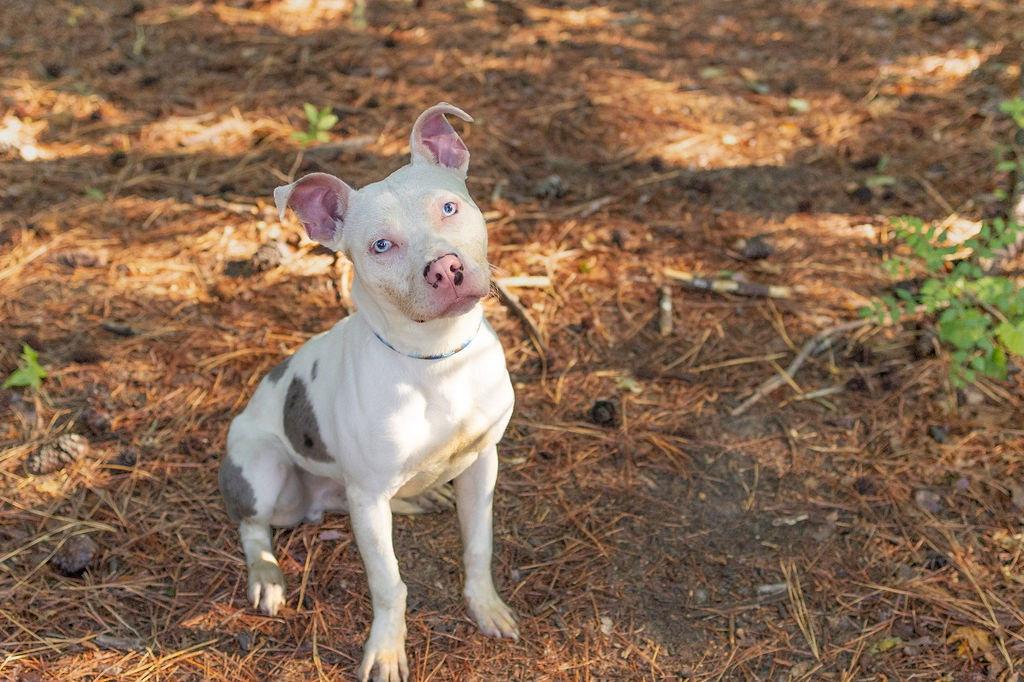 Wilbur, a Adoptable Mixed Breed in Durham, NC image 2/3