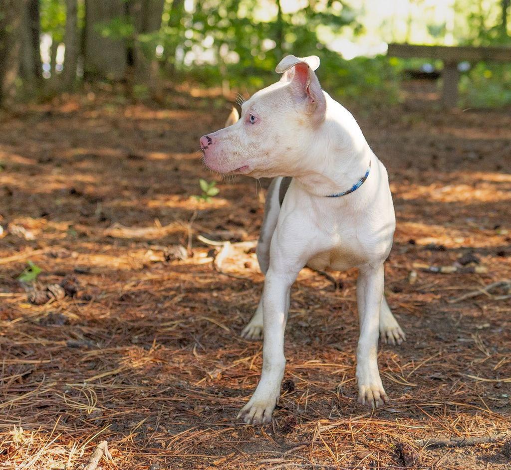 Wilbur, a Adoptable Mixed Breed in Durham, NC image 3/3
