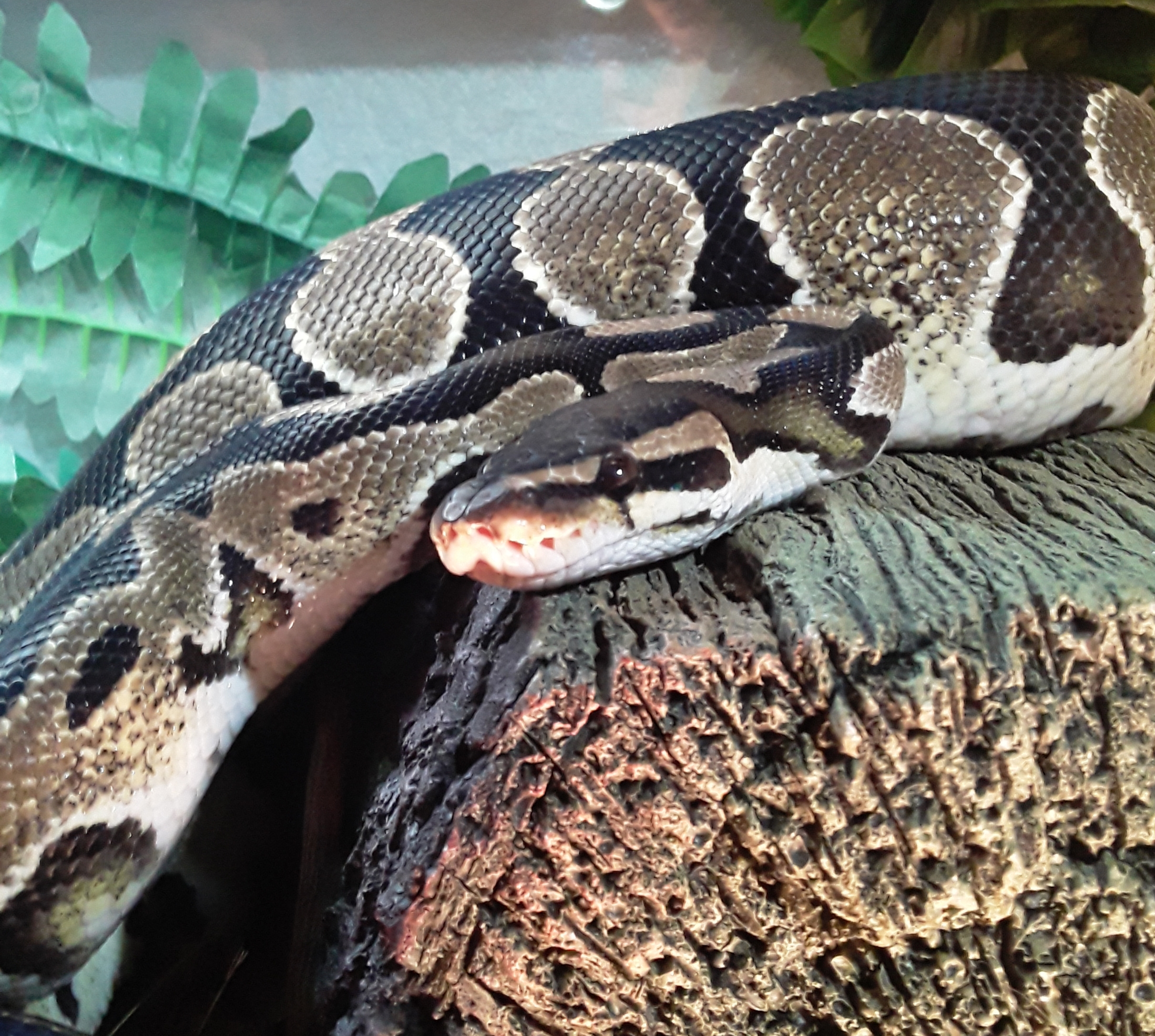 Sabrina, Adoptable, Adult Female Ball Python.