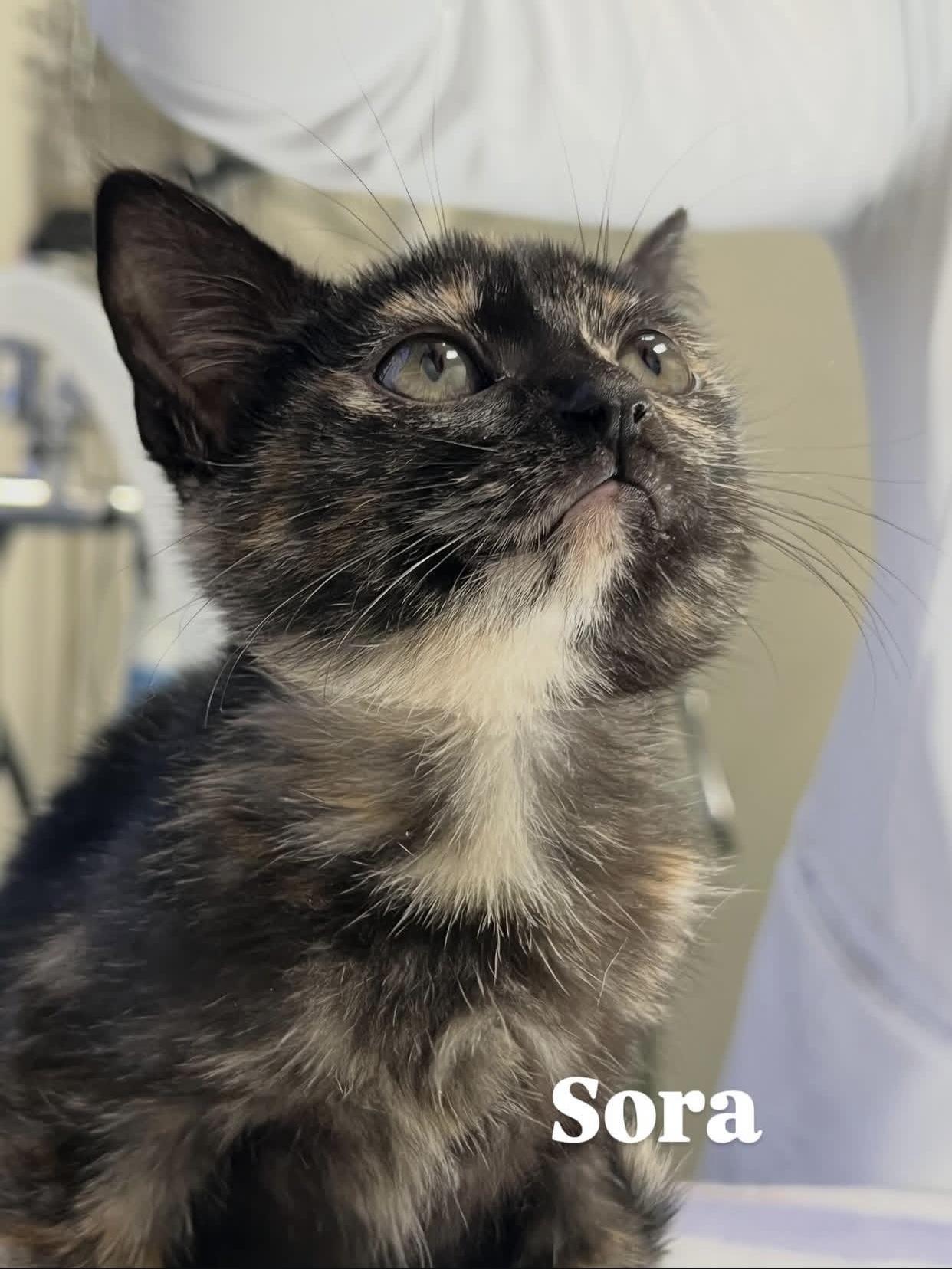 Sora, Adopted, Young Female Domestic Short Hair.