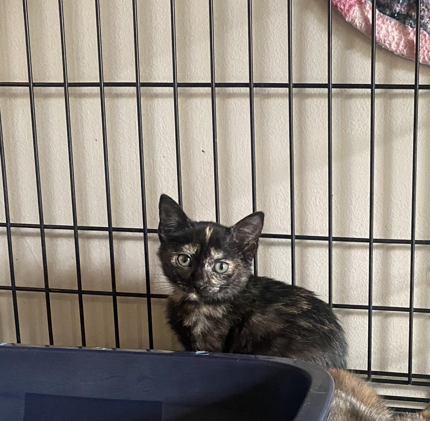 Sora, a Adopted mixed breed in Pinson, AL image 3/4