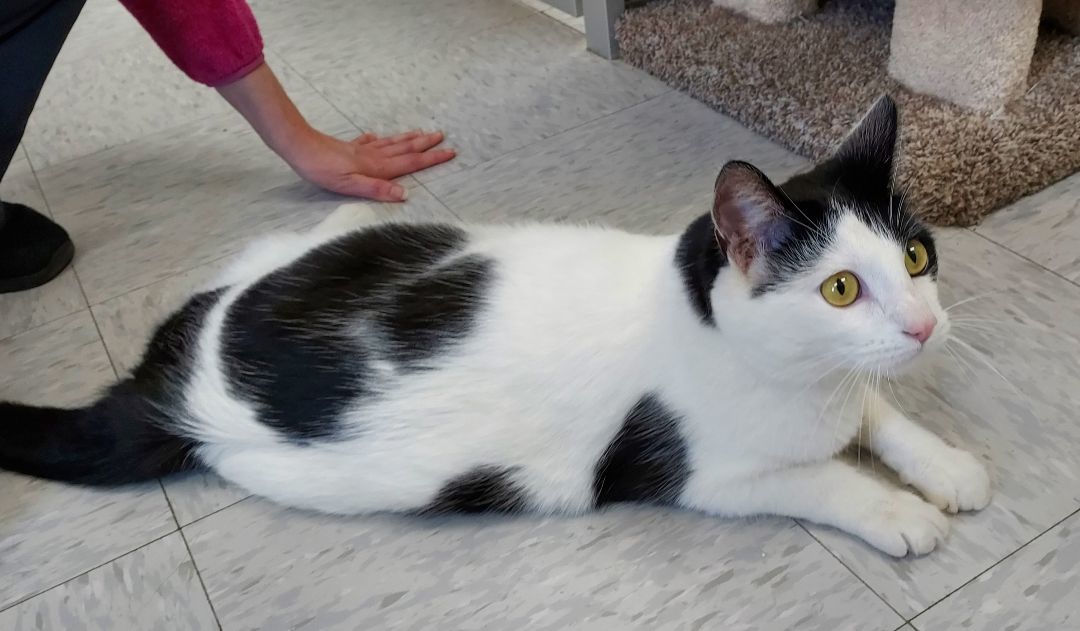 Enlarge Dean, a Adopted Domestic Short Hair in Bardstown, KY image 1/5