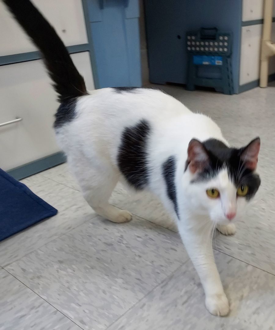 Enlarge Dean, a Adopted Domestic Short Hair in Bardstown, KY image 2/5