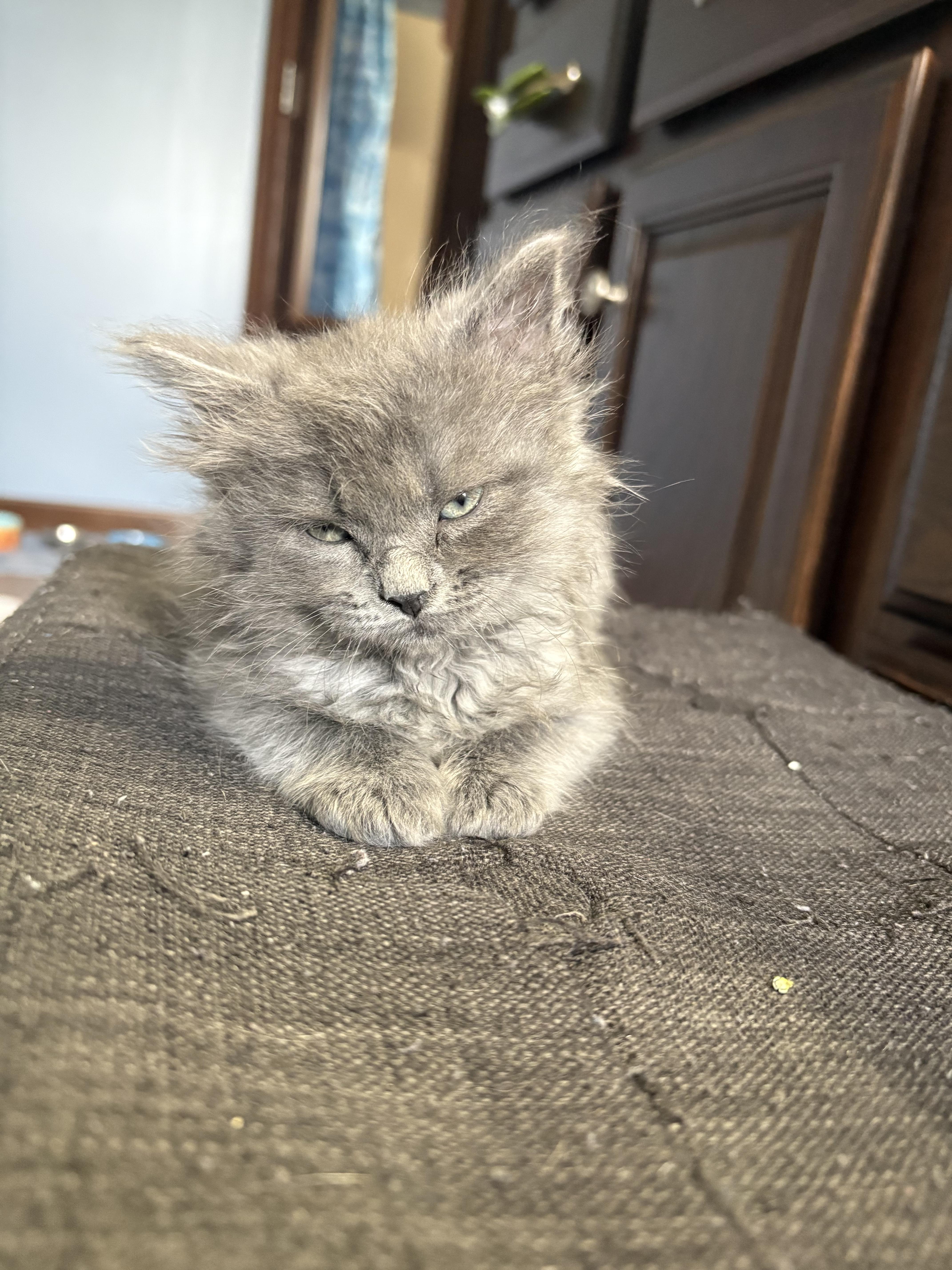 Mystic, Baby Male Domestic Medium Hair