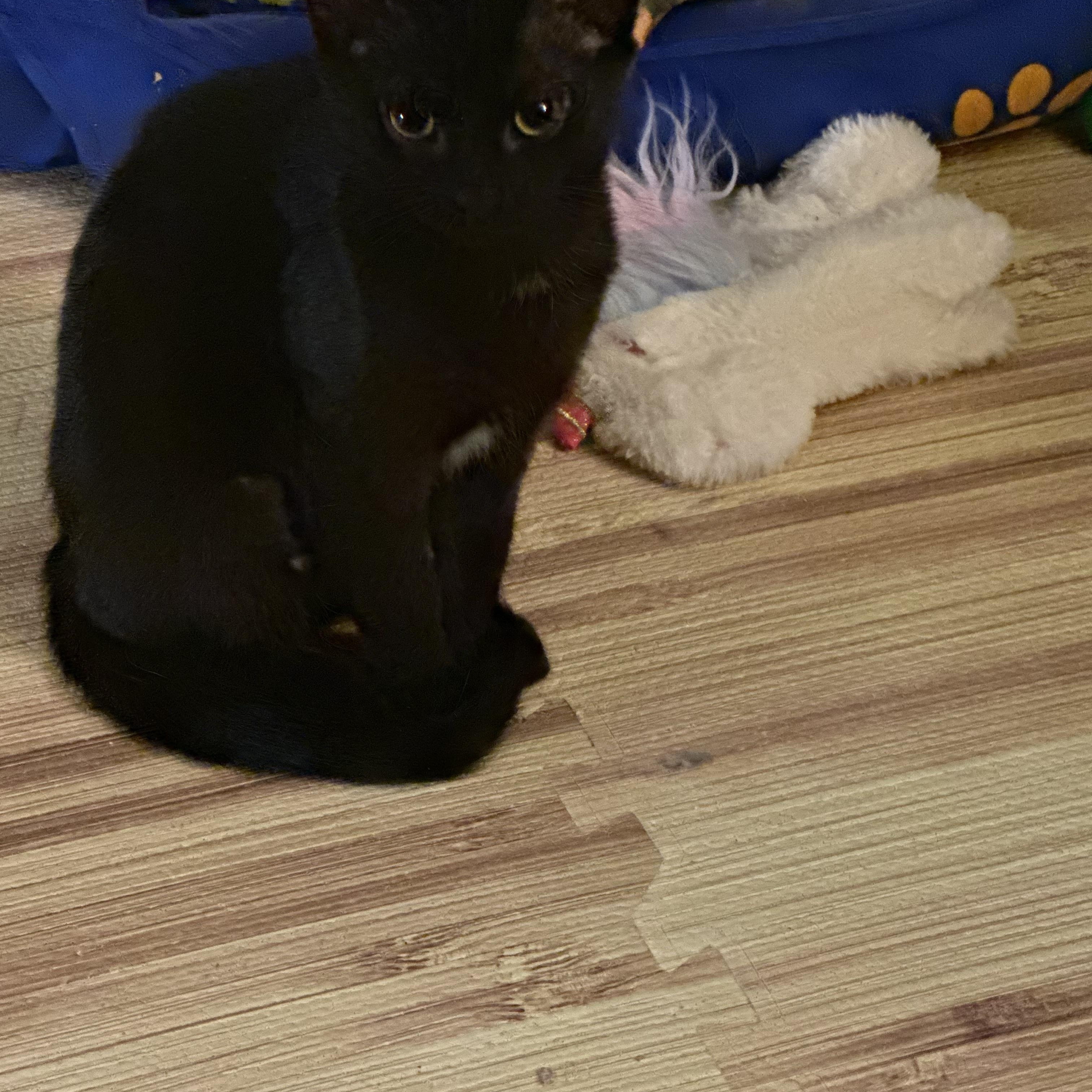 Amber, an adoption pending Tabby in Syracuse, NY image 3/5