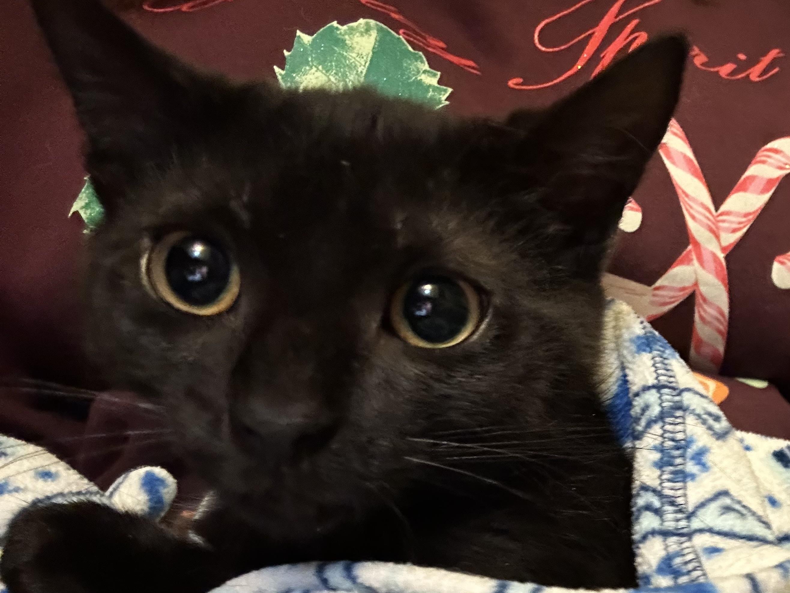 Amber, an adoption pending Tabby in Syracuse, NY image 4/5