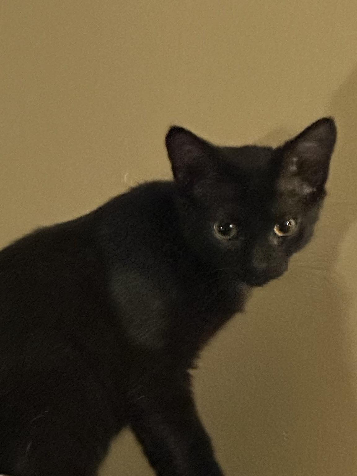 Amber, an adoption pending Tabby in Syracuse, NY image 1/5