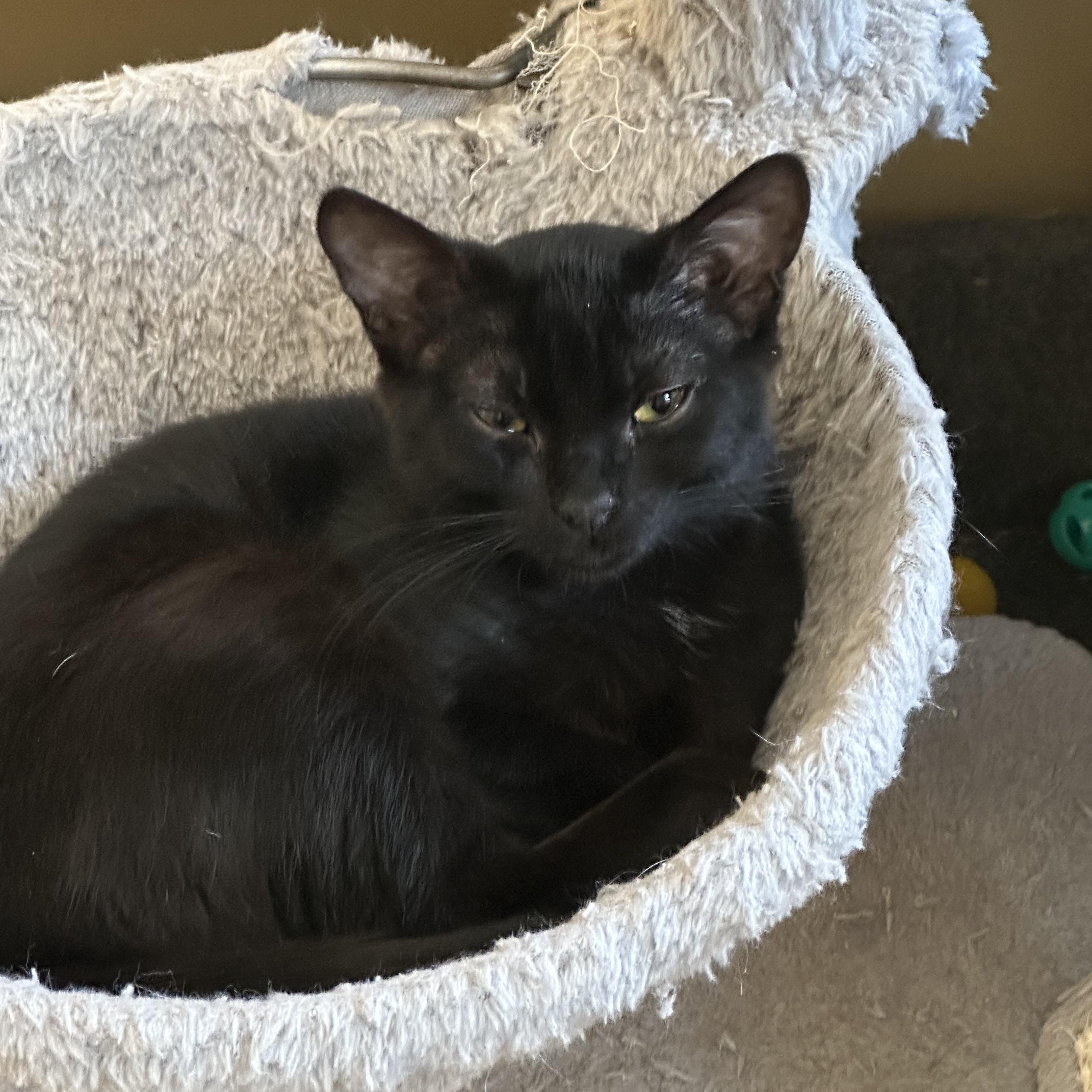 Amber, an adoption pending Tabby in Syracuse, NY image 5/5