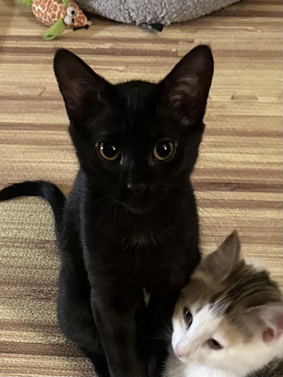 Amber, an adoption pending Tabby in Syracuse, NY image 2/5