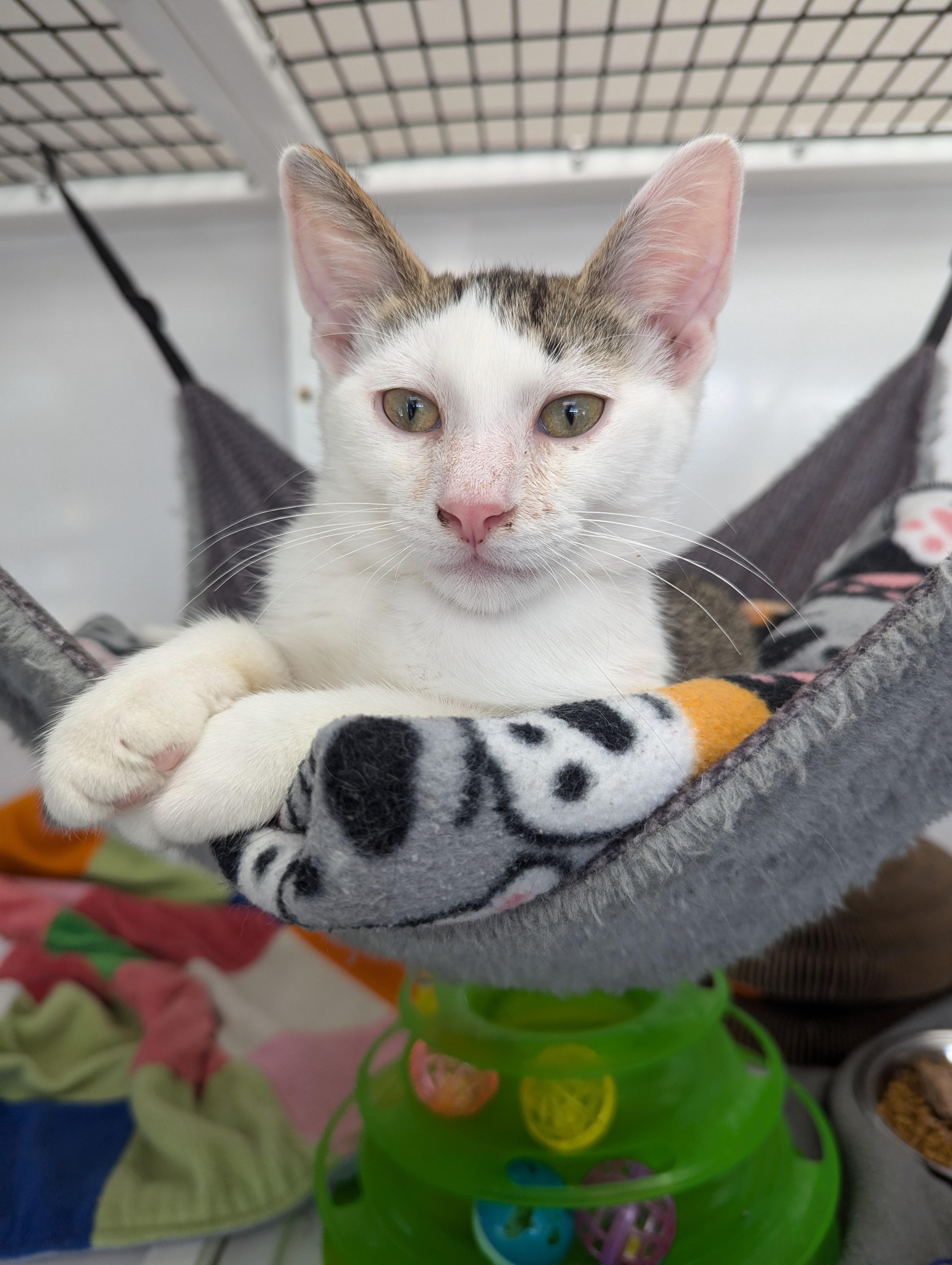 Drill, an adoptable Domestic Short Hair in Oconto, WI, 54153 | Photo Image 1