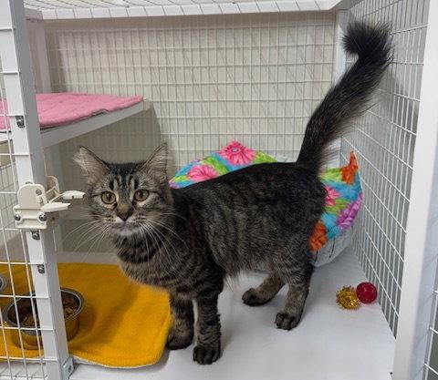 Cassie, Adoptable, Young Female Domestic Short Hair & Tabby.