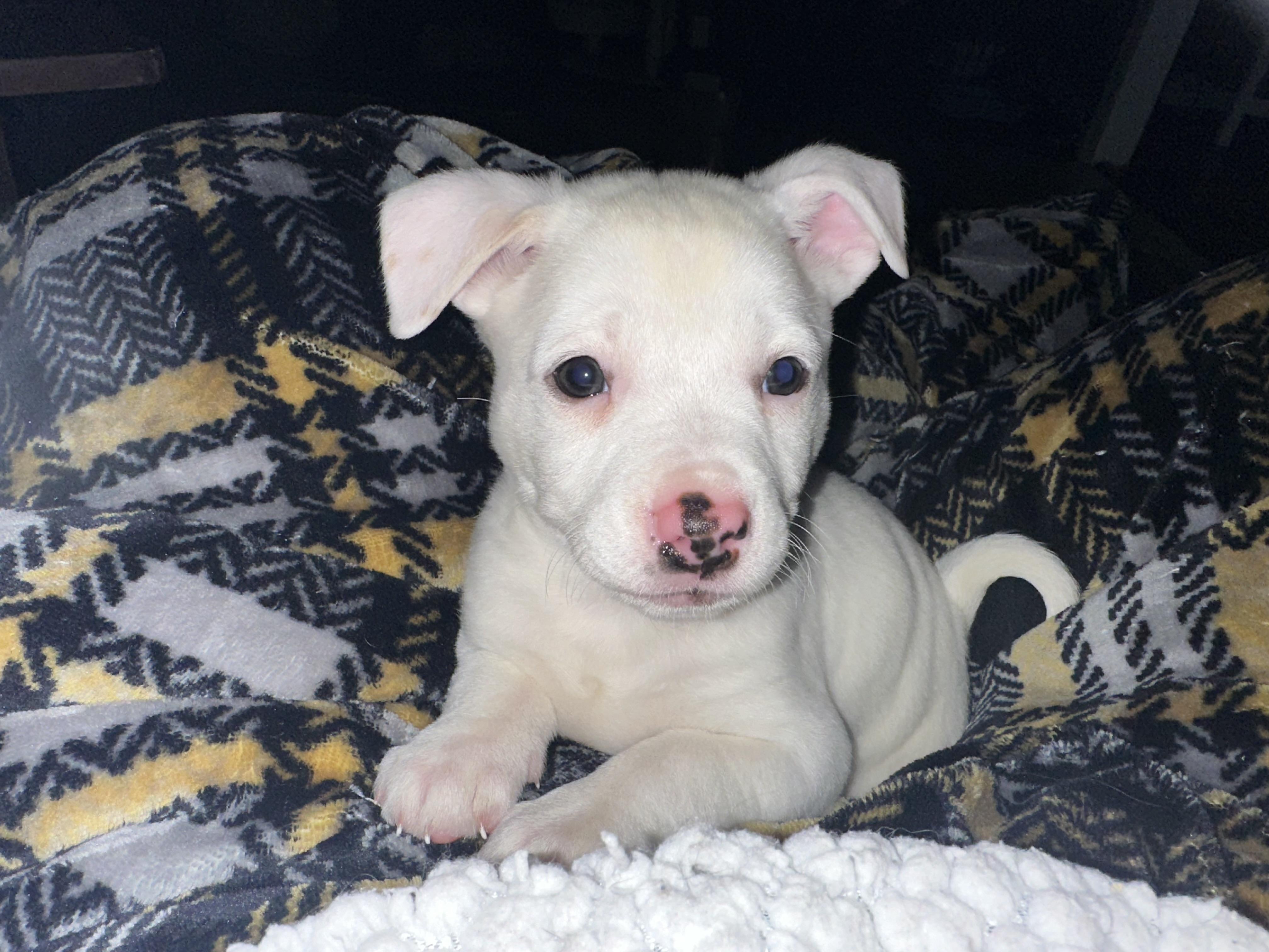 Enlarge Betty, a Adopted mixed breed in Goodlettsville, TN image 1/6