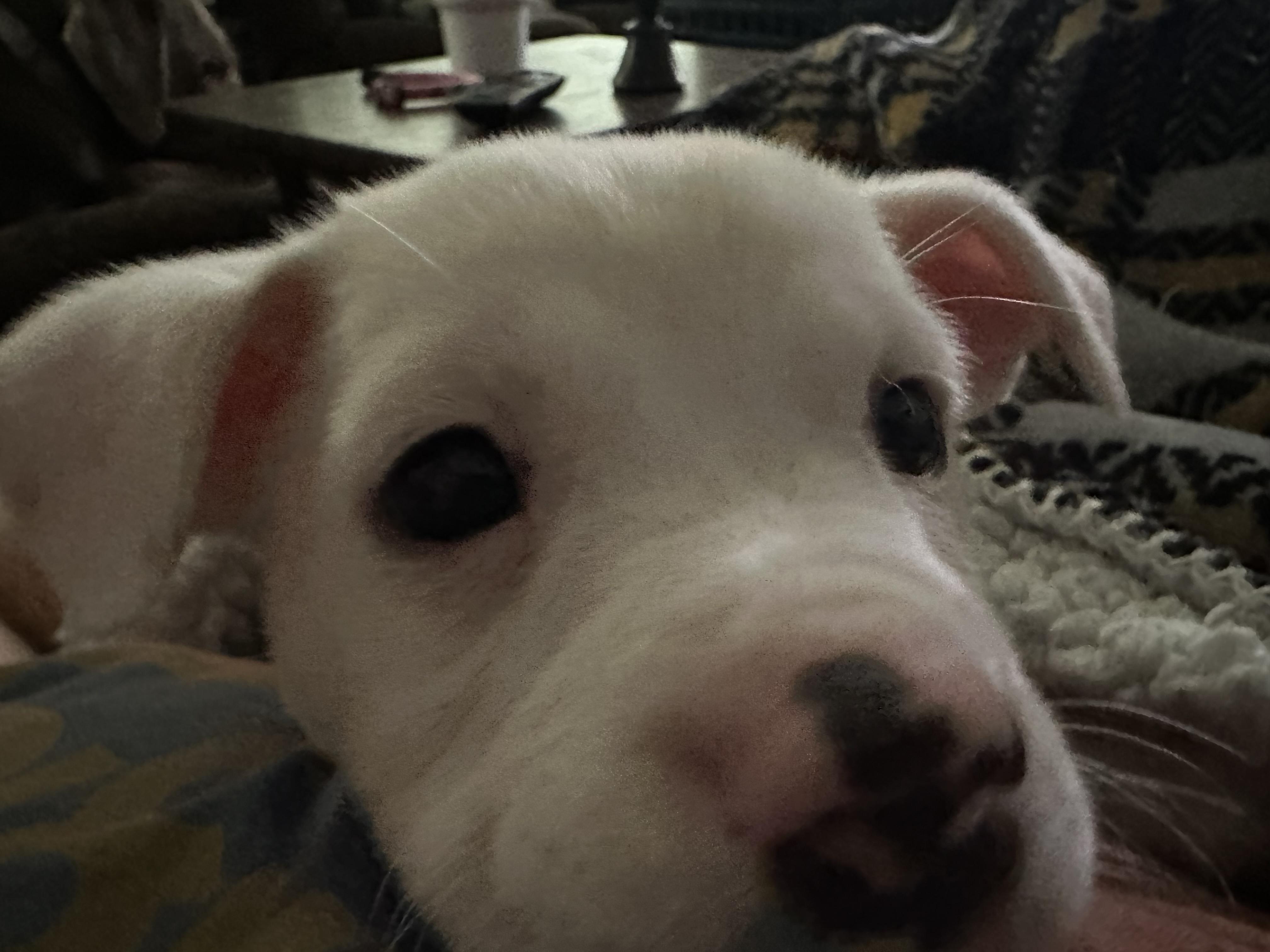 Enlarge Betty, a Adopted mixed breed in Goodlettsville, TN image 2/6